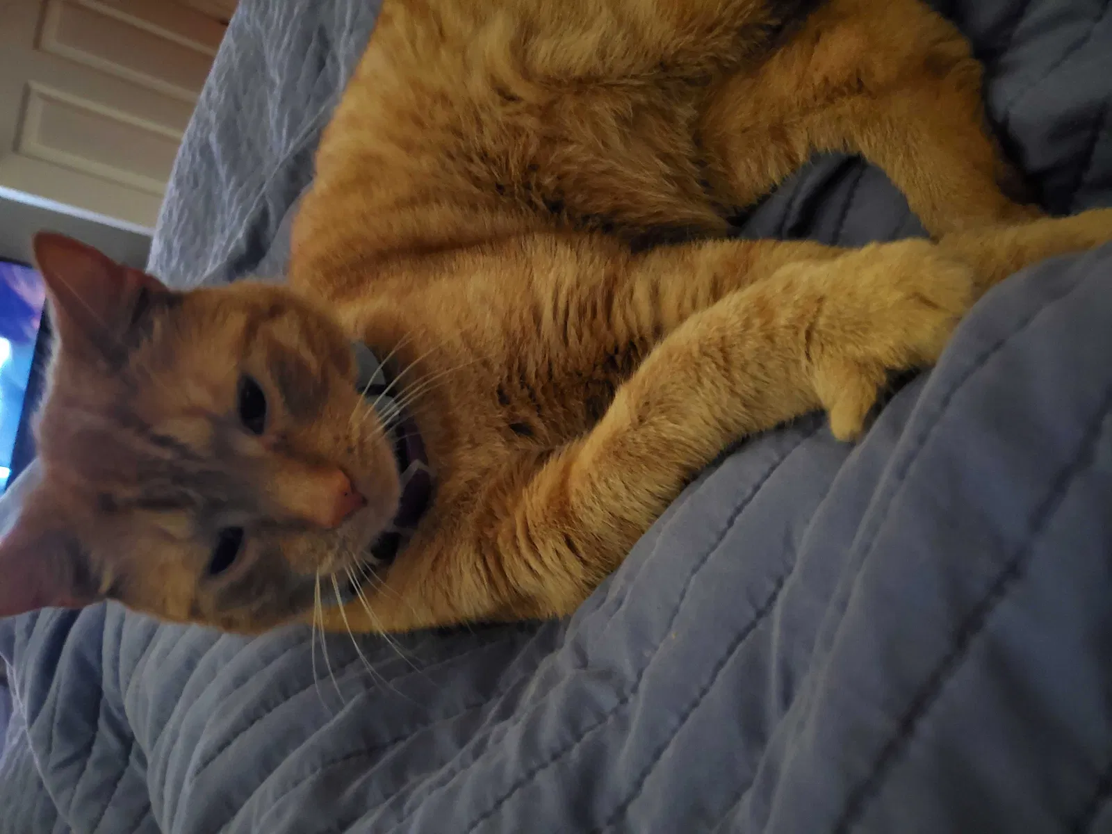 Lost cat in South Windsor, CT, 6074