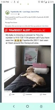 Lost dog in Fayetteville, NC, 28311