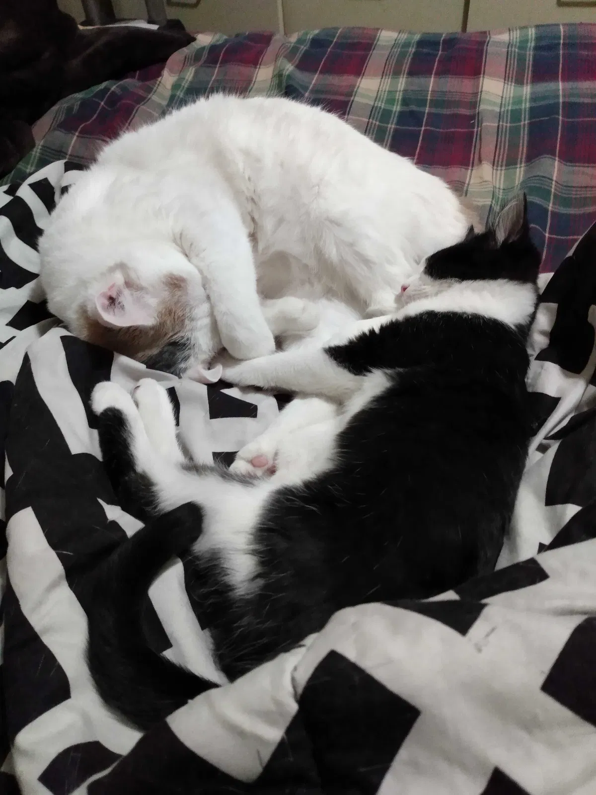 Lost cat in Salt Lake City, UT, 84107