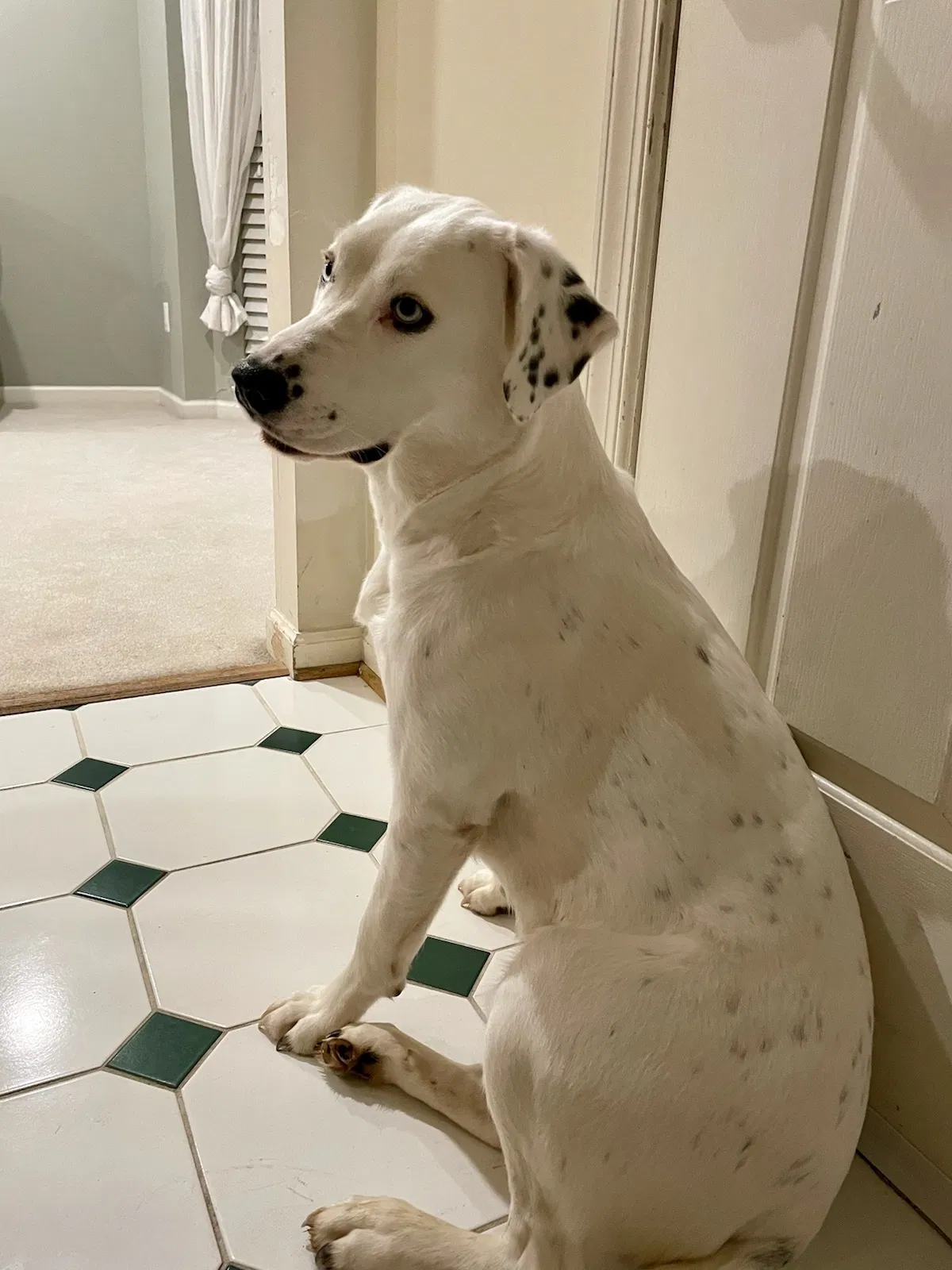 Lost dog in Clarksburg, MD, 20871