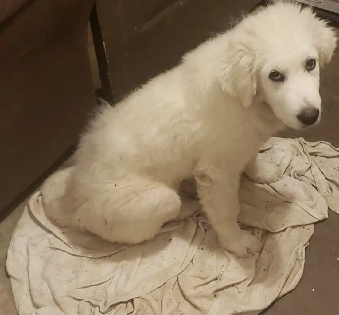 Lost dog in Winston Salem, NC, 27105