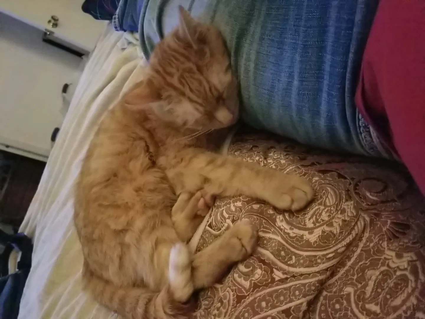 Lost cat in Federal Way, WA, 98003