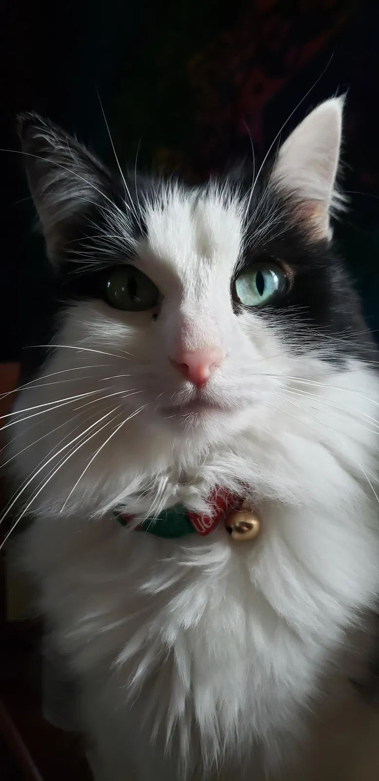 Lost cat in Eugene, OR, 97405