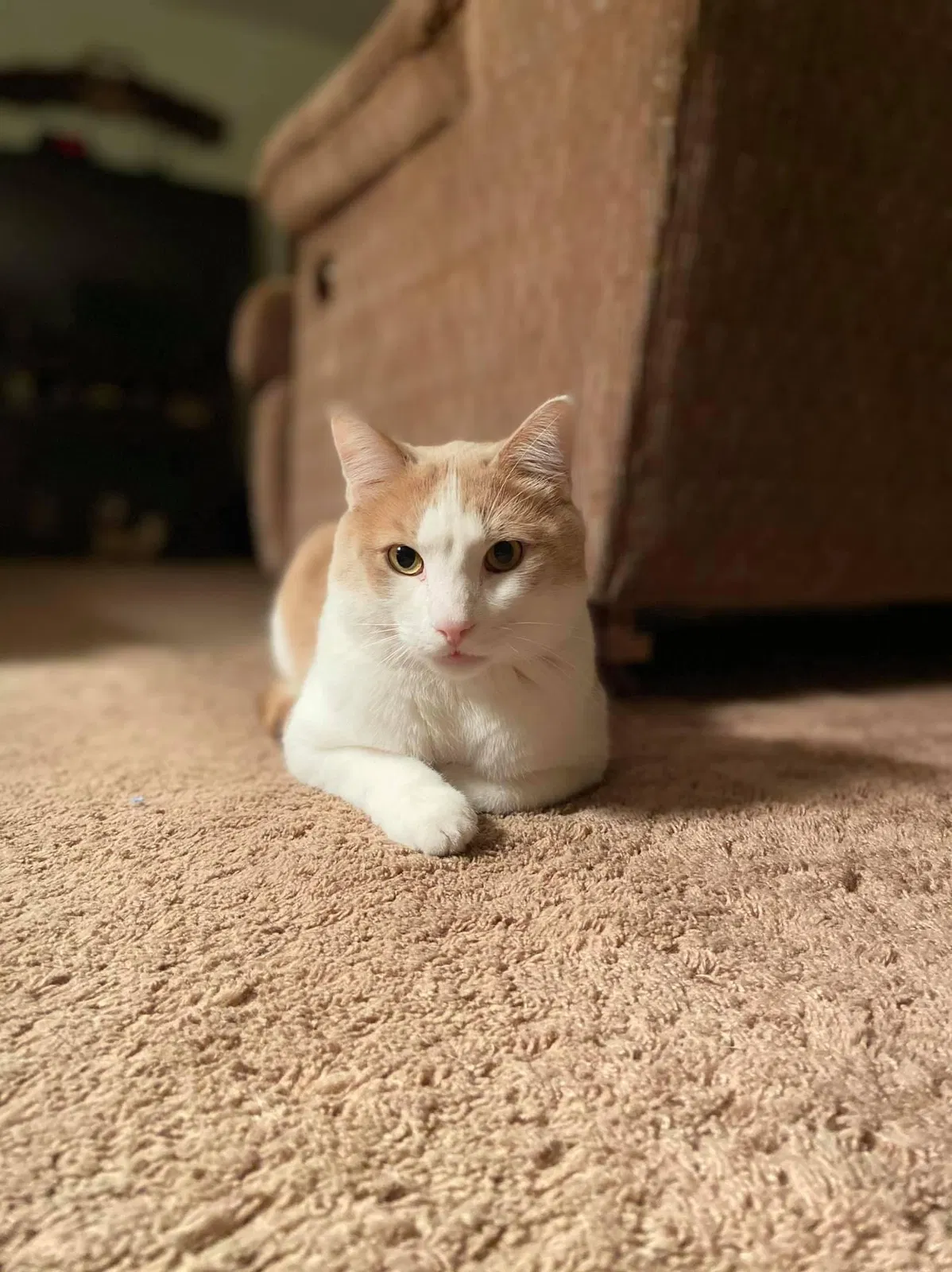 Lost cat in Des Moines, IA, 50315