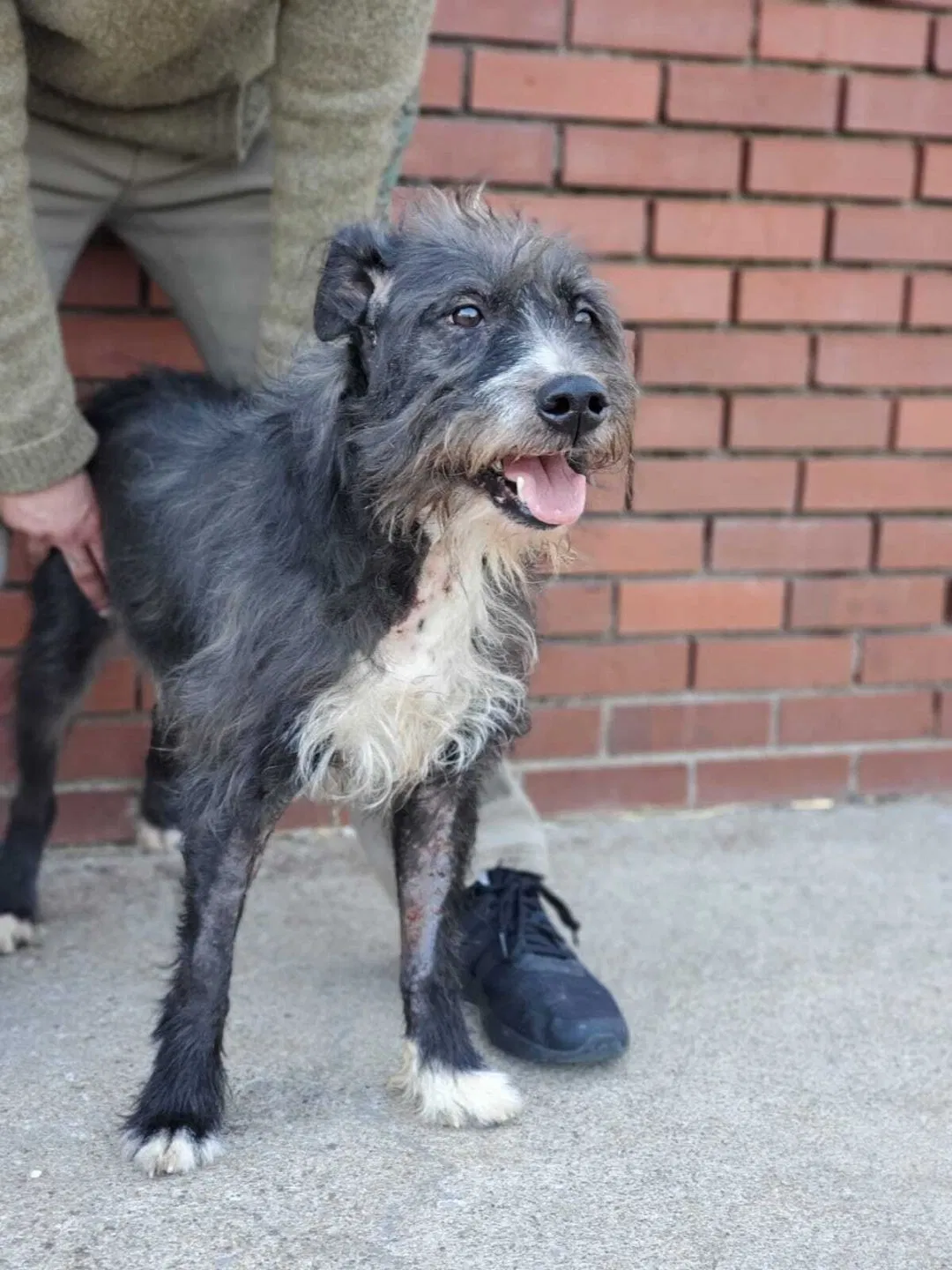 Lost dog in Novi, MI, 48377
