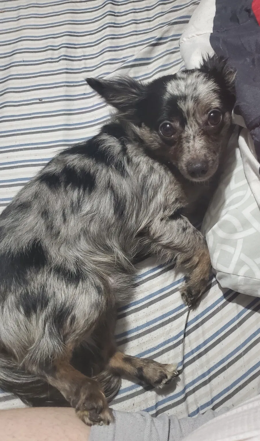 Lost dog in Brooklyn, NY, 11233