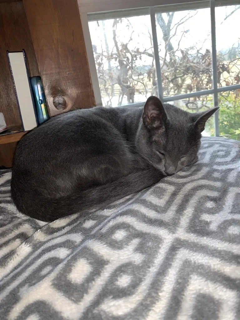 Lost cat in Heiskell, TN, 37754