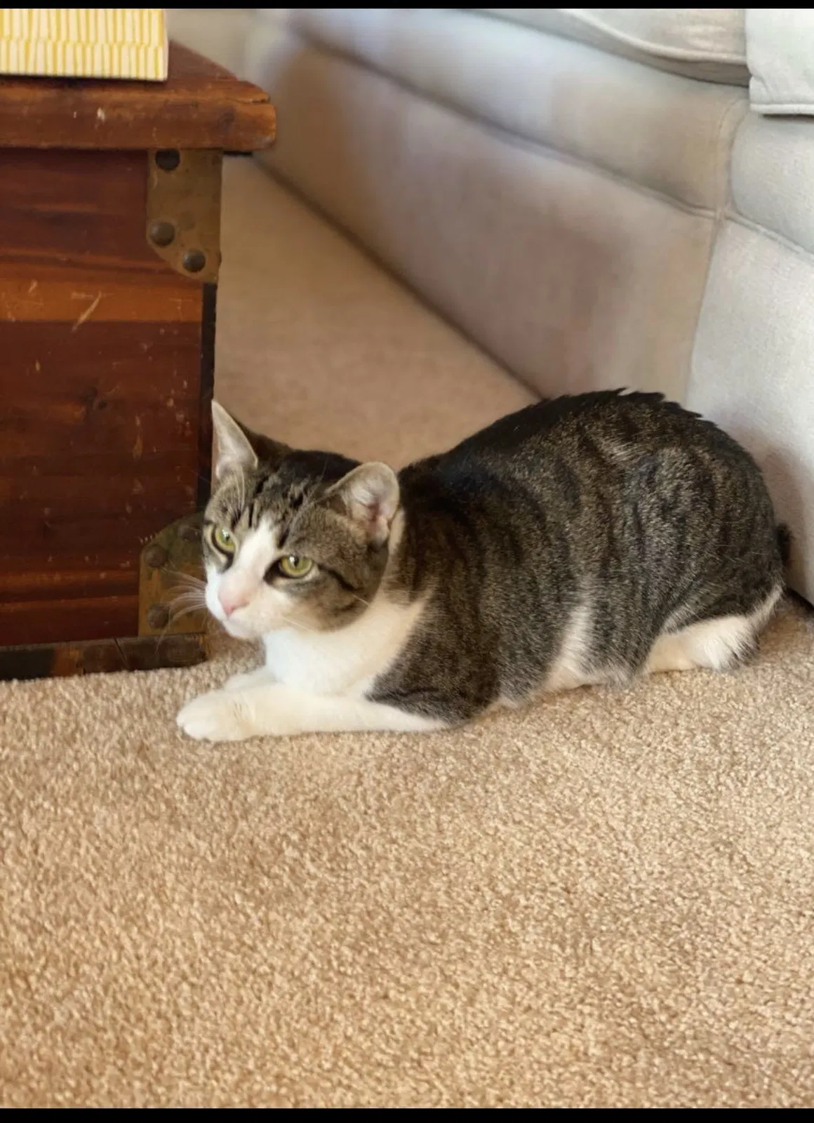Lost cat in Reston, VA, 20191