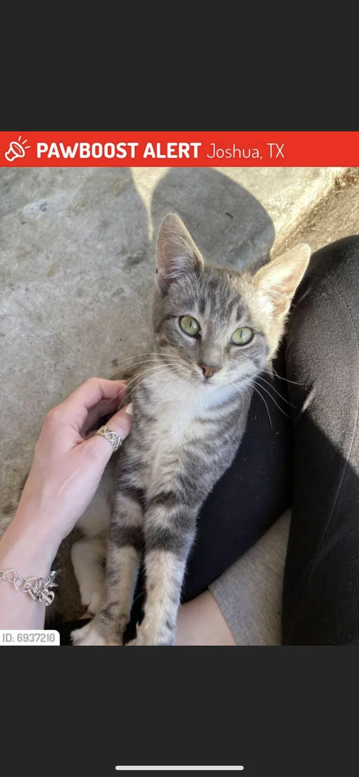 Lost cat in Joshua, TX, 76058