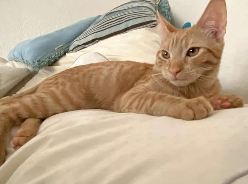 Lost cat in Rosamond, CA, 93560
