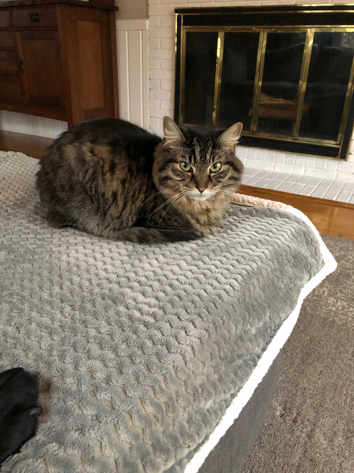 Lost cat in Saint Paul, MN, 55118