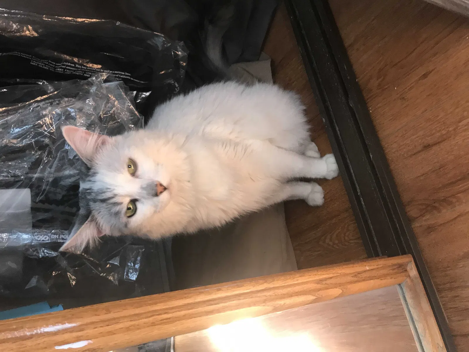 Lost cat in Stevenson Ranch, CA, 91381