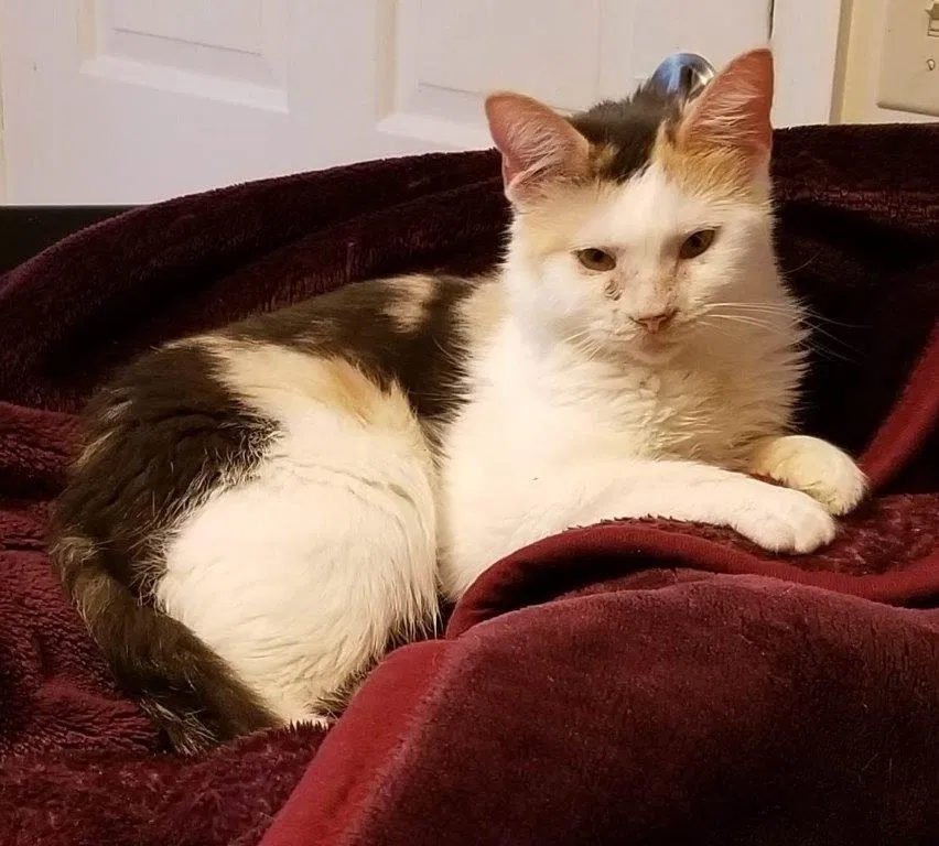 Lost cat in Hampton, VA, 23669