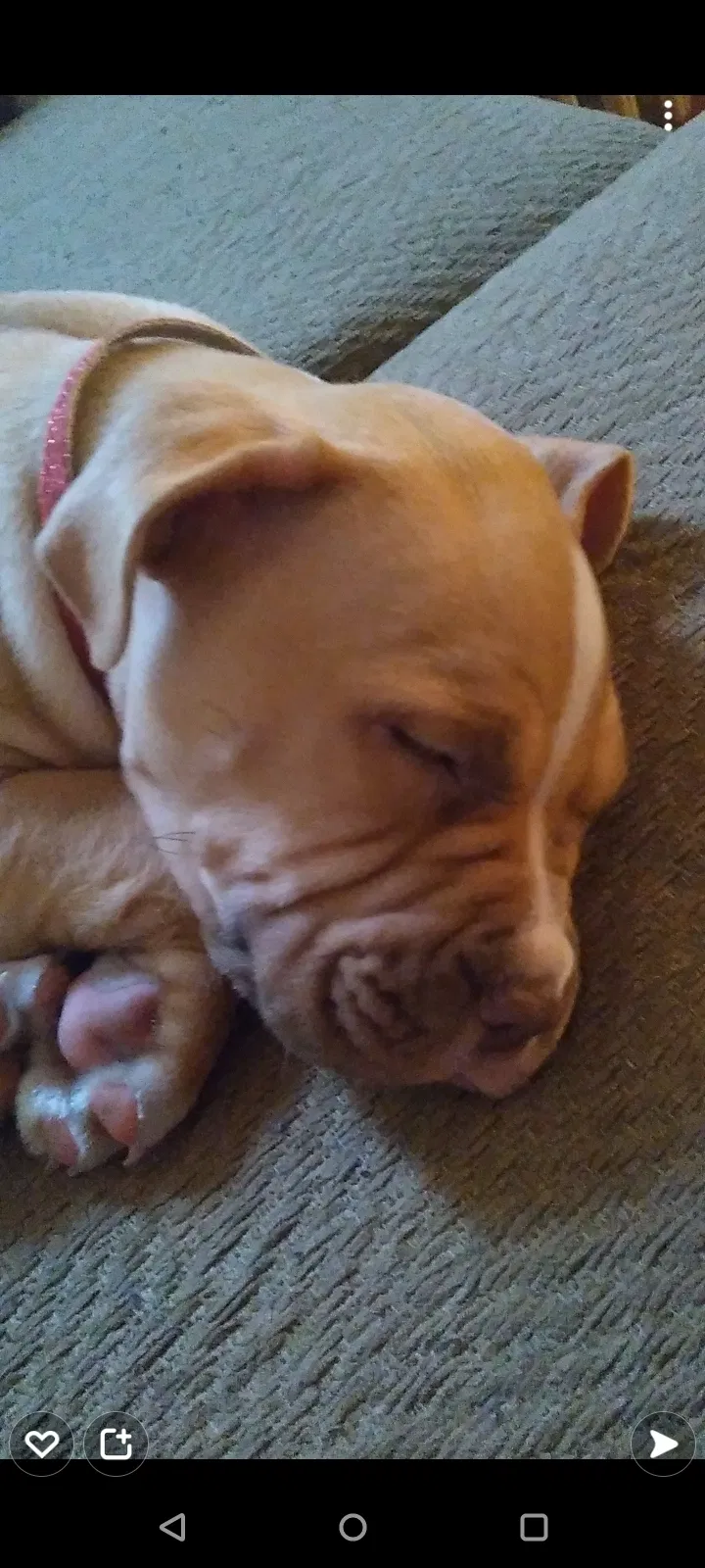 Lost dog in Calumet City, IL, 60409