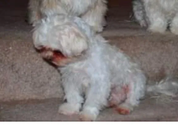 Lost dog in Katy, TX, 77450