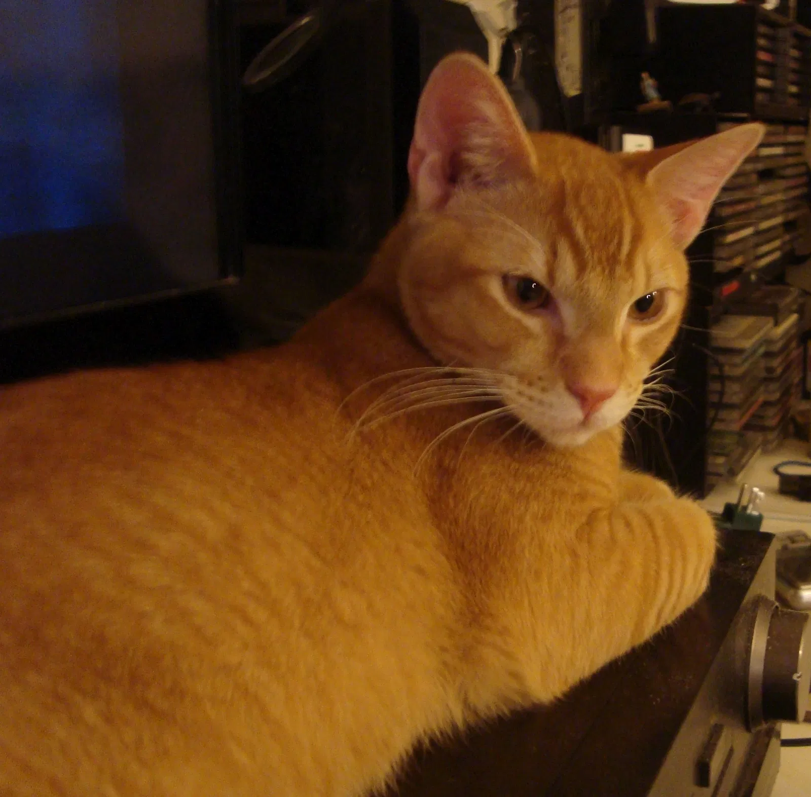 Lost cat in San Francisco, CA, 94134