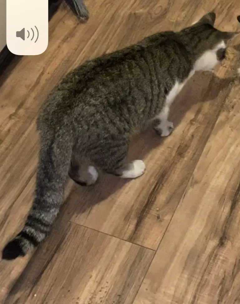Lost cat in Fort Worth, TX, 76110