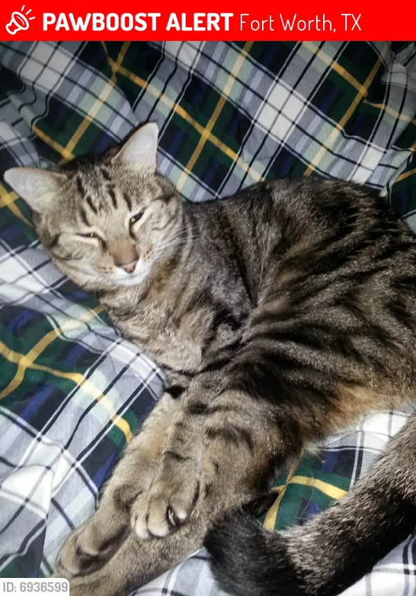 Lost cat in Fort Worth, TX, 76133