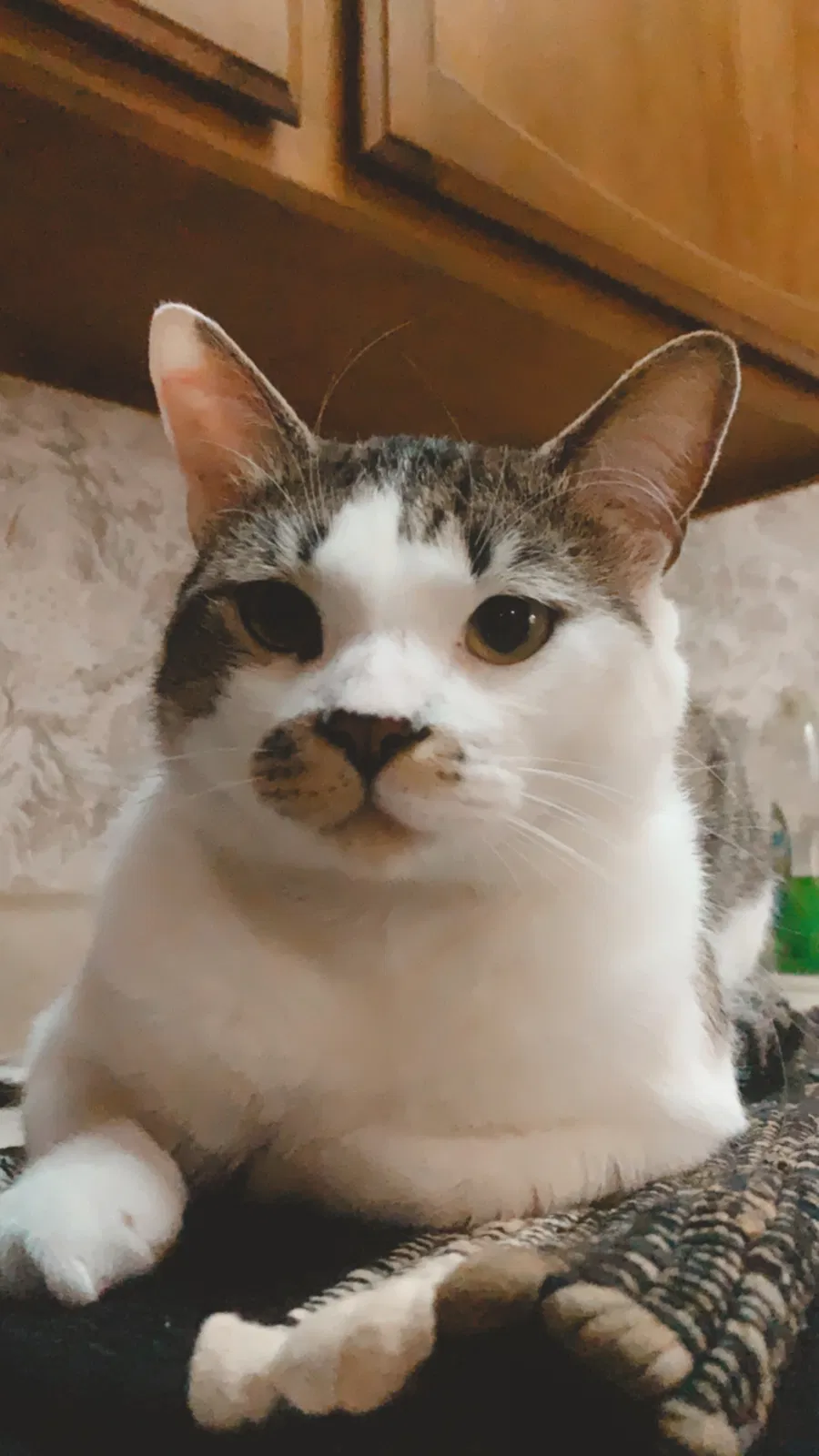 Lost cat in Dallas, TX, 75238