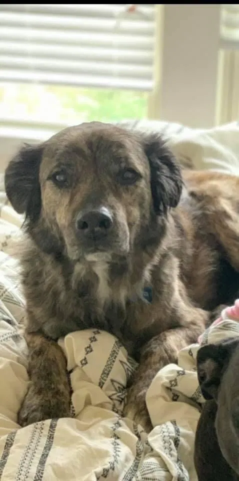Lost dog in Austin, TX, 78747