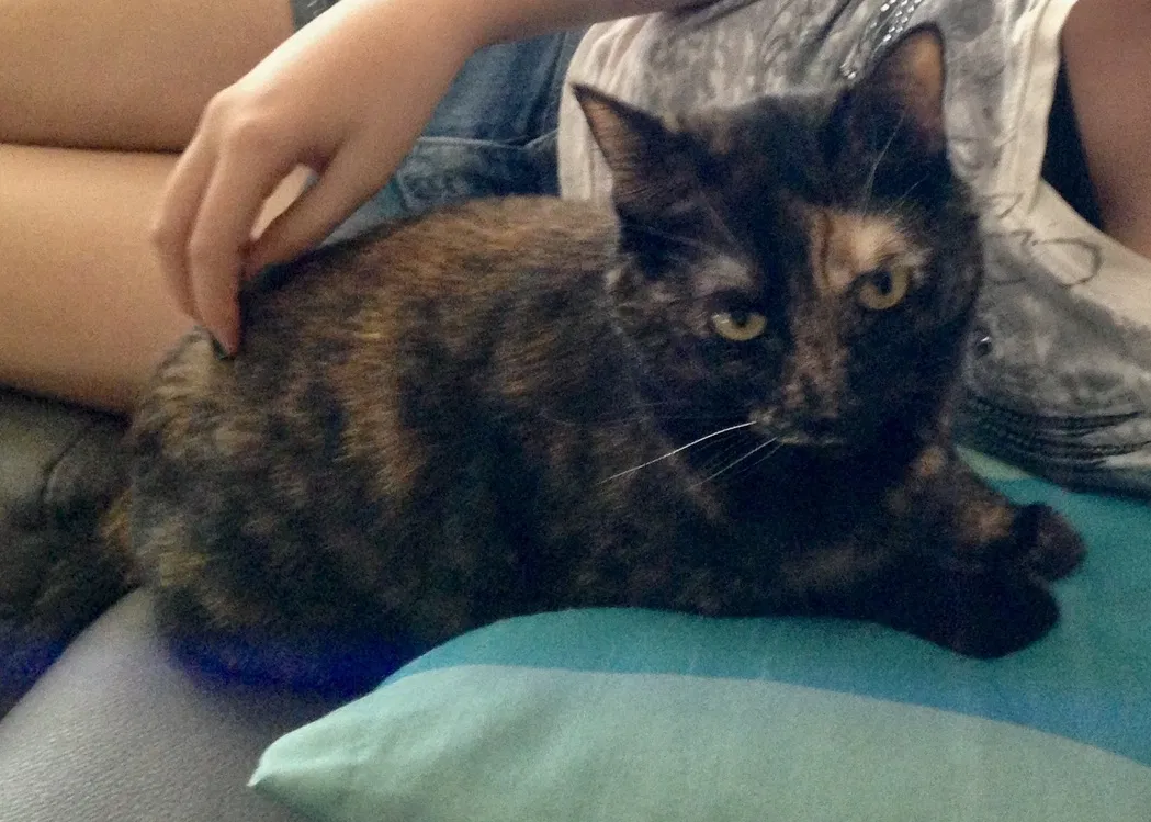 Lost cat in Chandler, AZ, 85224