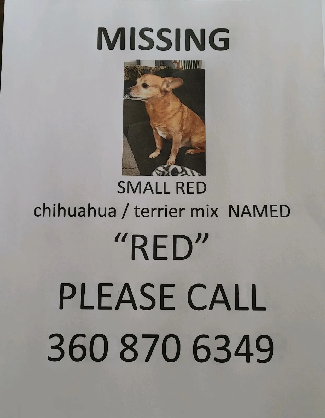 Lost dog in Olympia, WA, 98501
