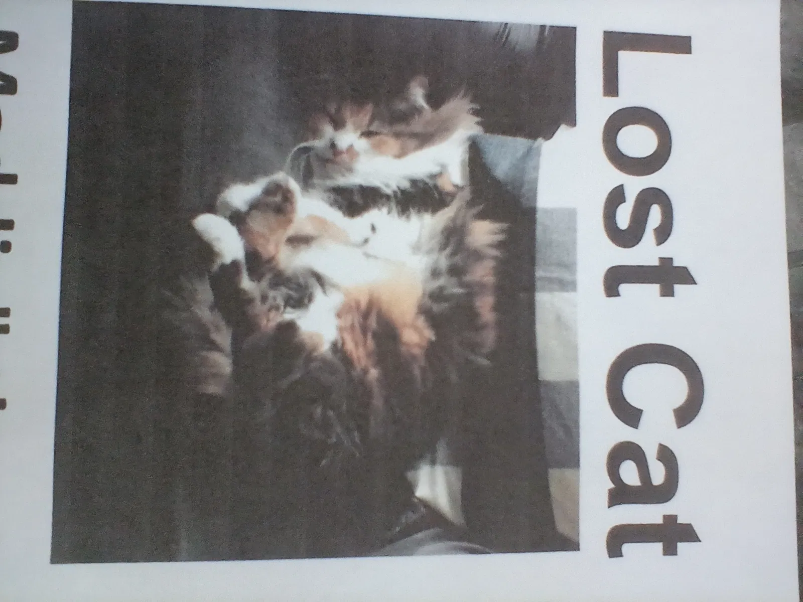 Lost cat in Martinez, CA, 94553