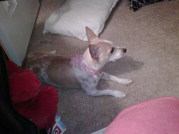 Lost dog in Capitol Heights, MD, 20743