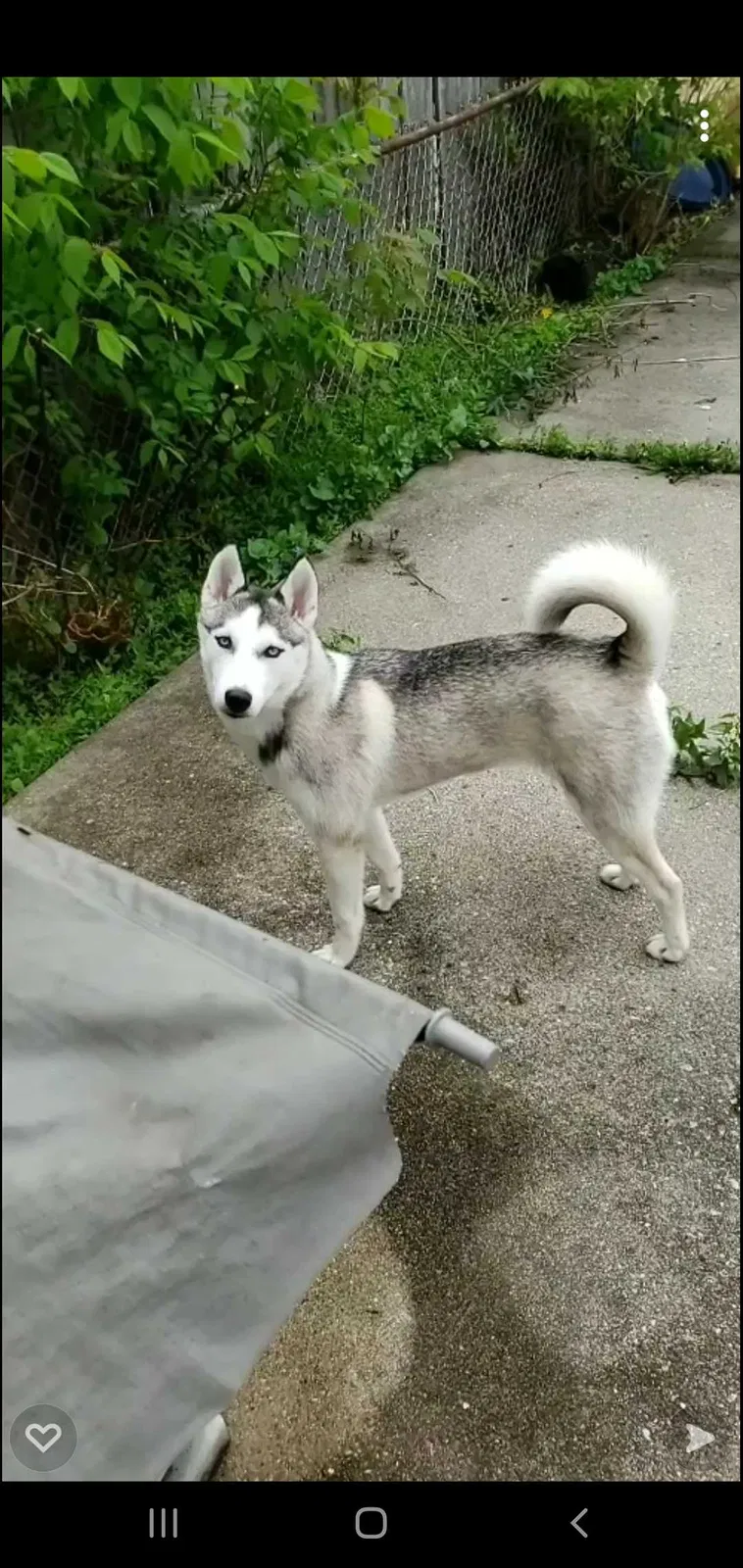 Lost dog in Chicago, IL, 60639