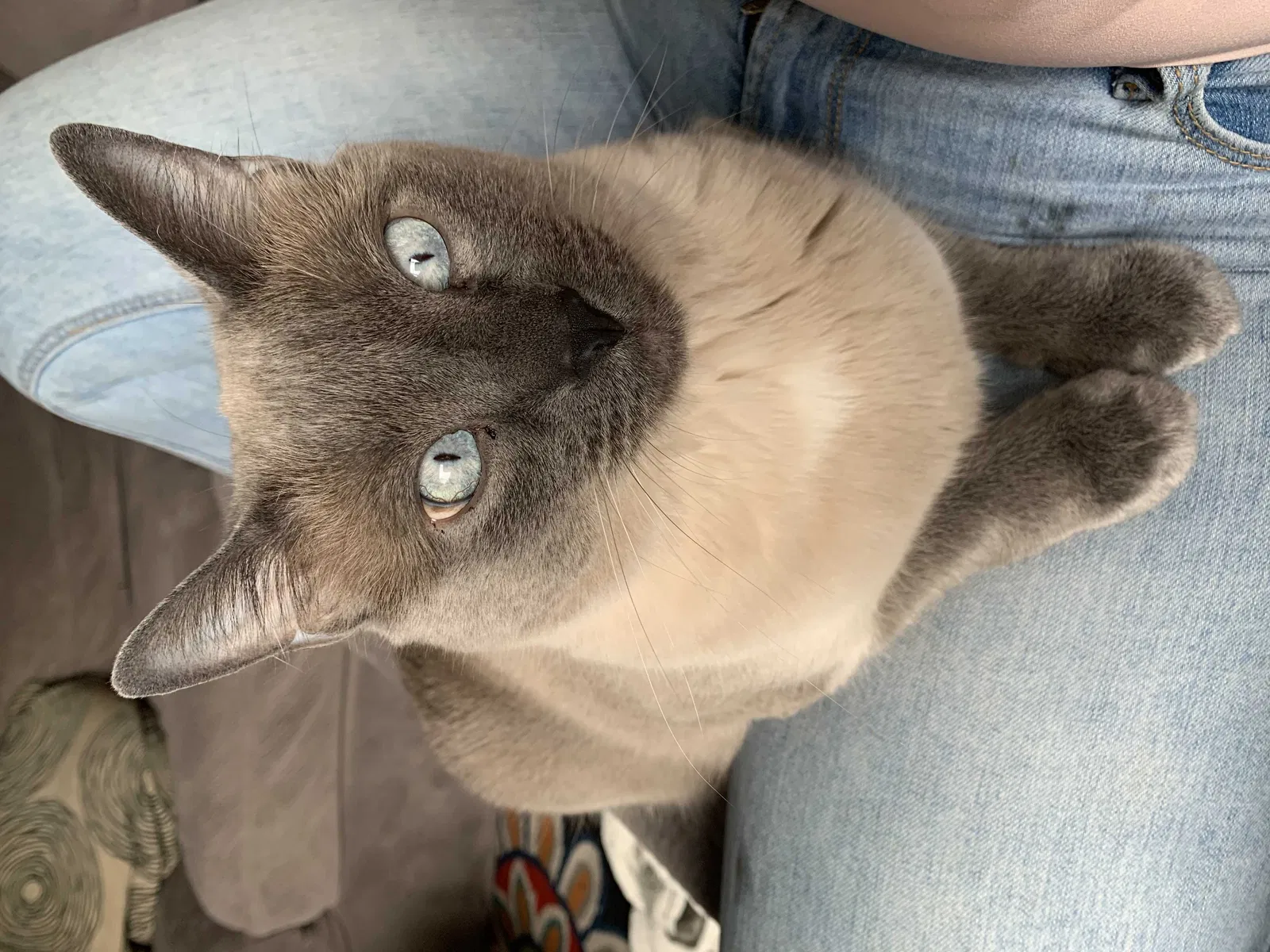 Lost cat in Portland, OR, 97214