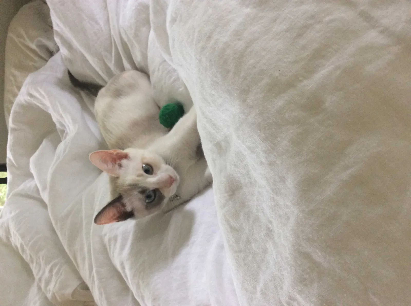 Lost cat in Grapevine, TX, 76051
