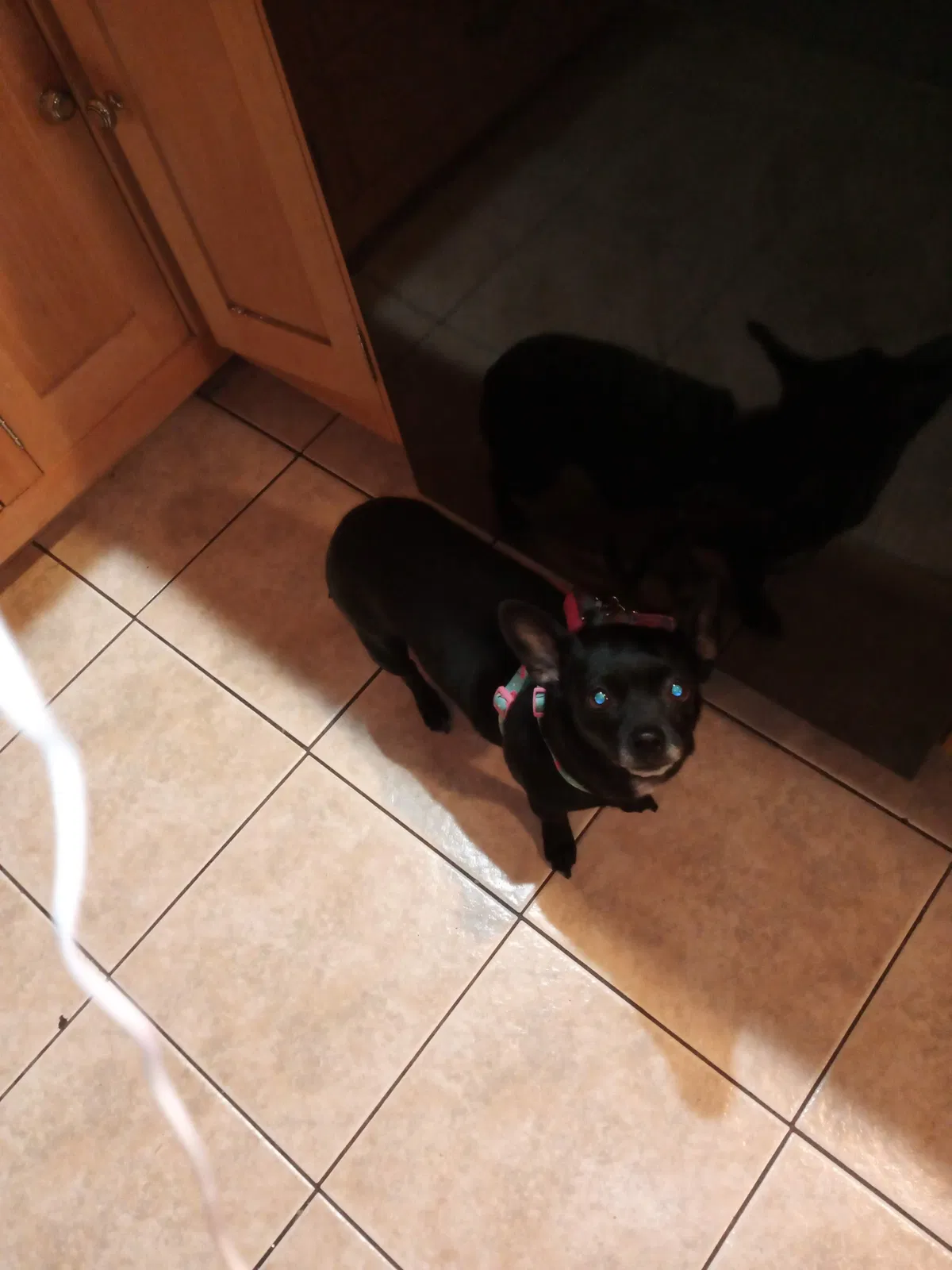 Lost dog in Portland, OR, 97217