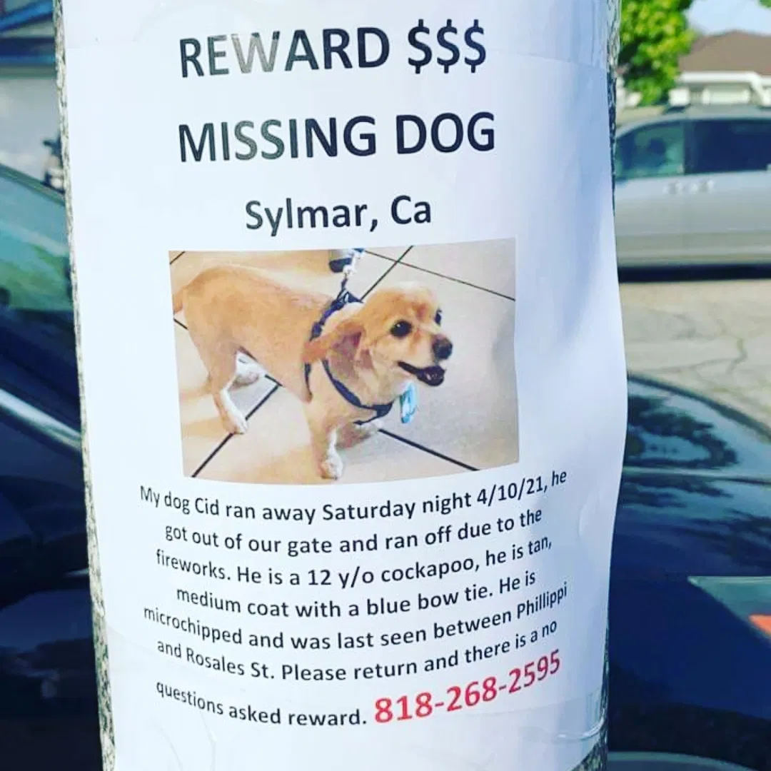 Lost dog in Sylmar, CA, 91342