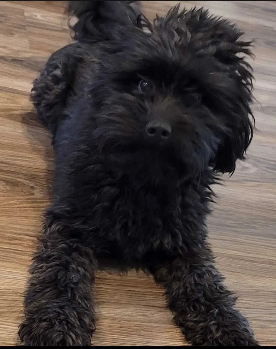 Lost dog in Unknown, UT, 84009