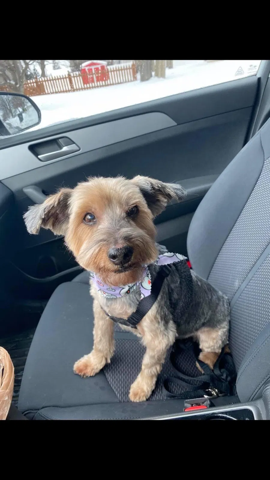 Lost dog in South Elgin, IL, 60177