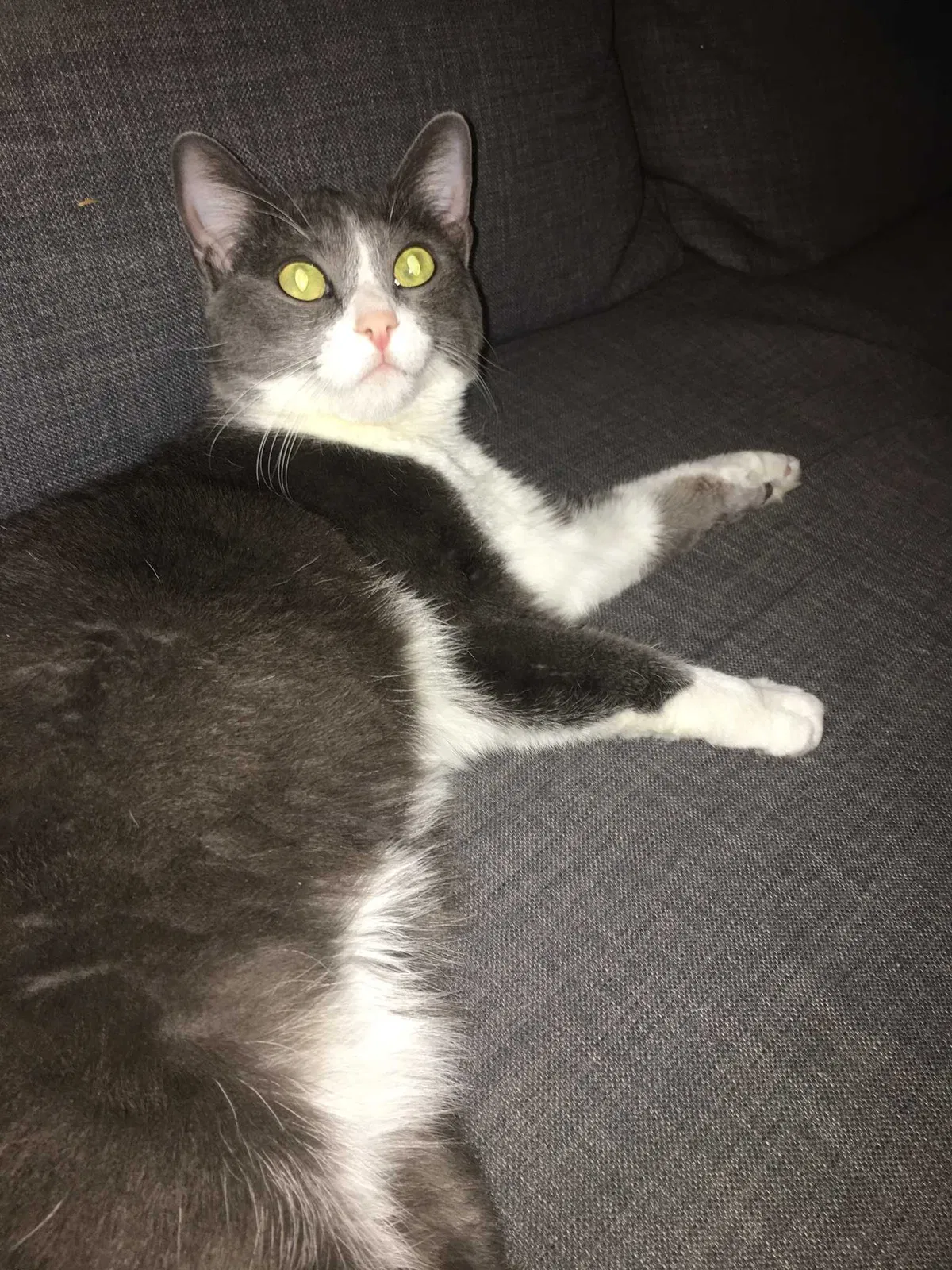 Lost cat in Sunland, CA, 91040