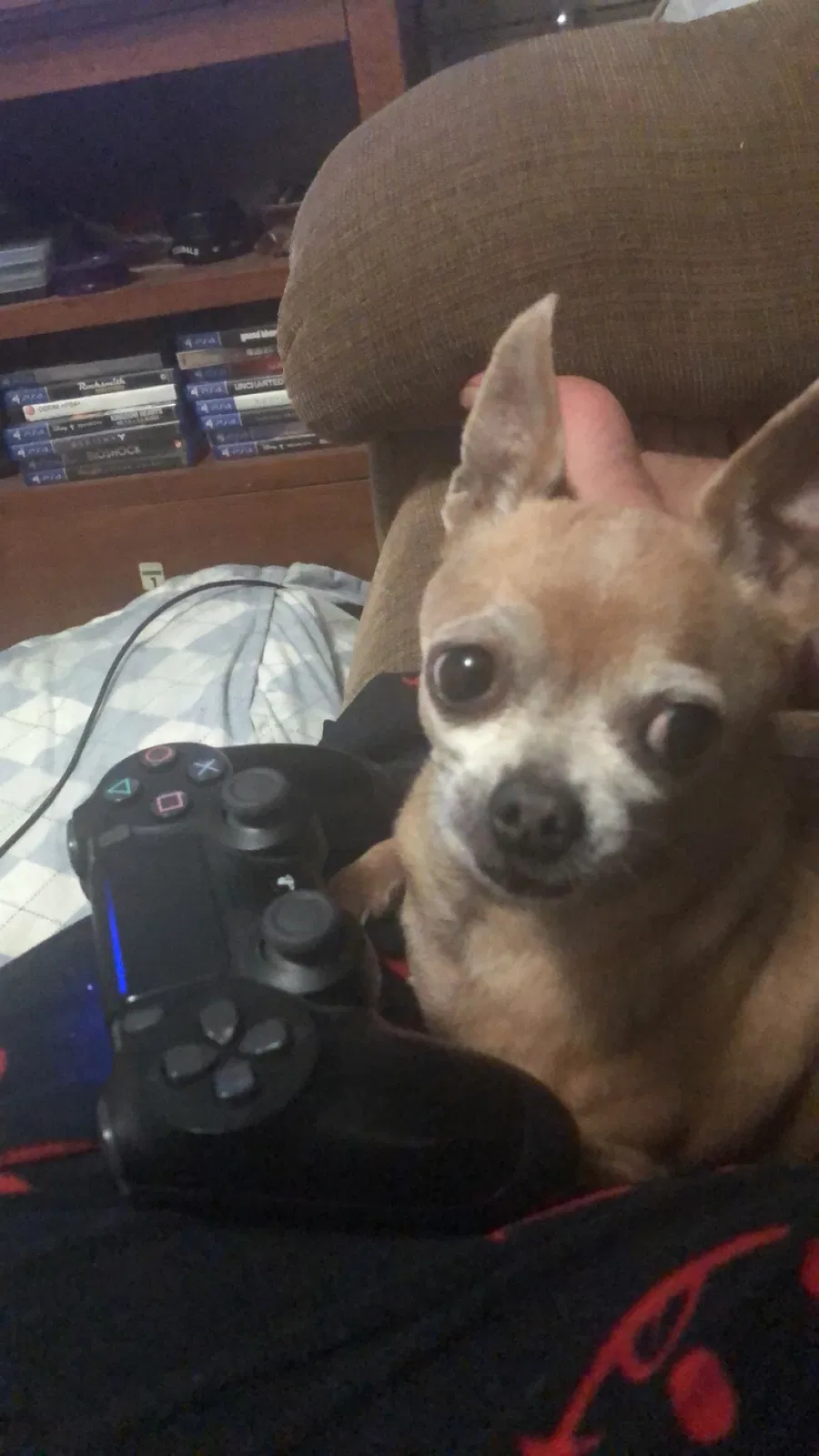 Lost dog in Perris, CA, 92570