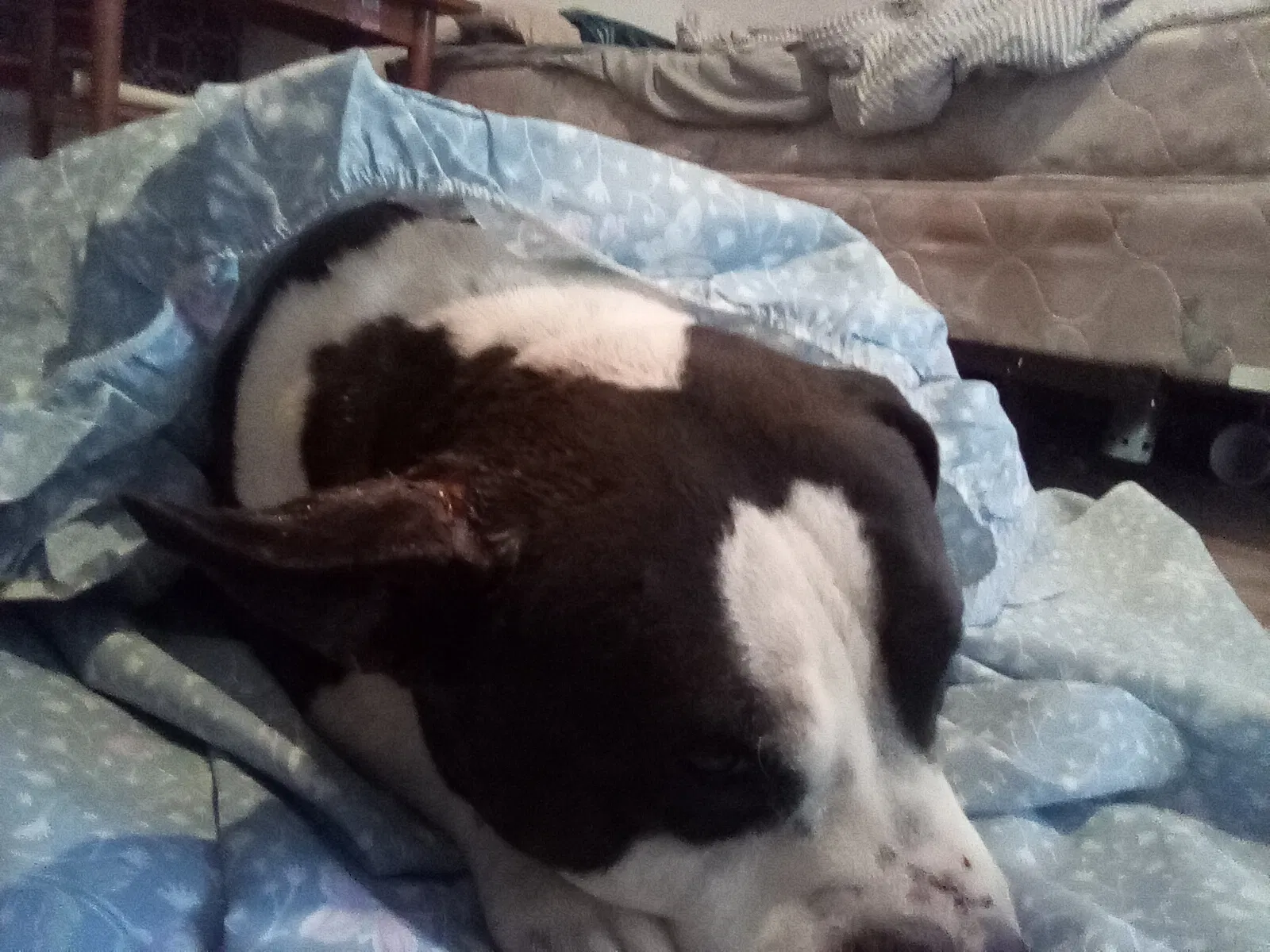 Lost dog in Unknown, TX, 12344
