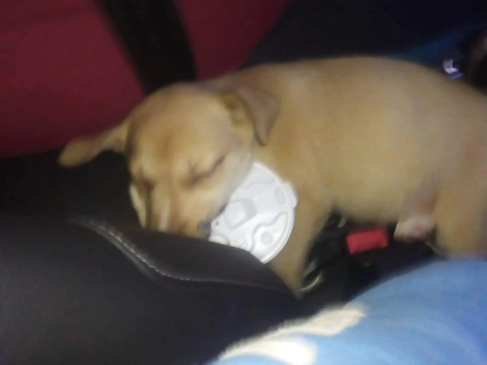 Lost dog in Silsbee, TX, 77656