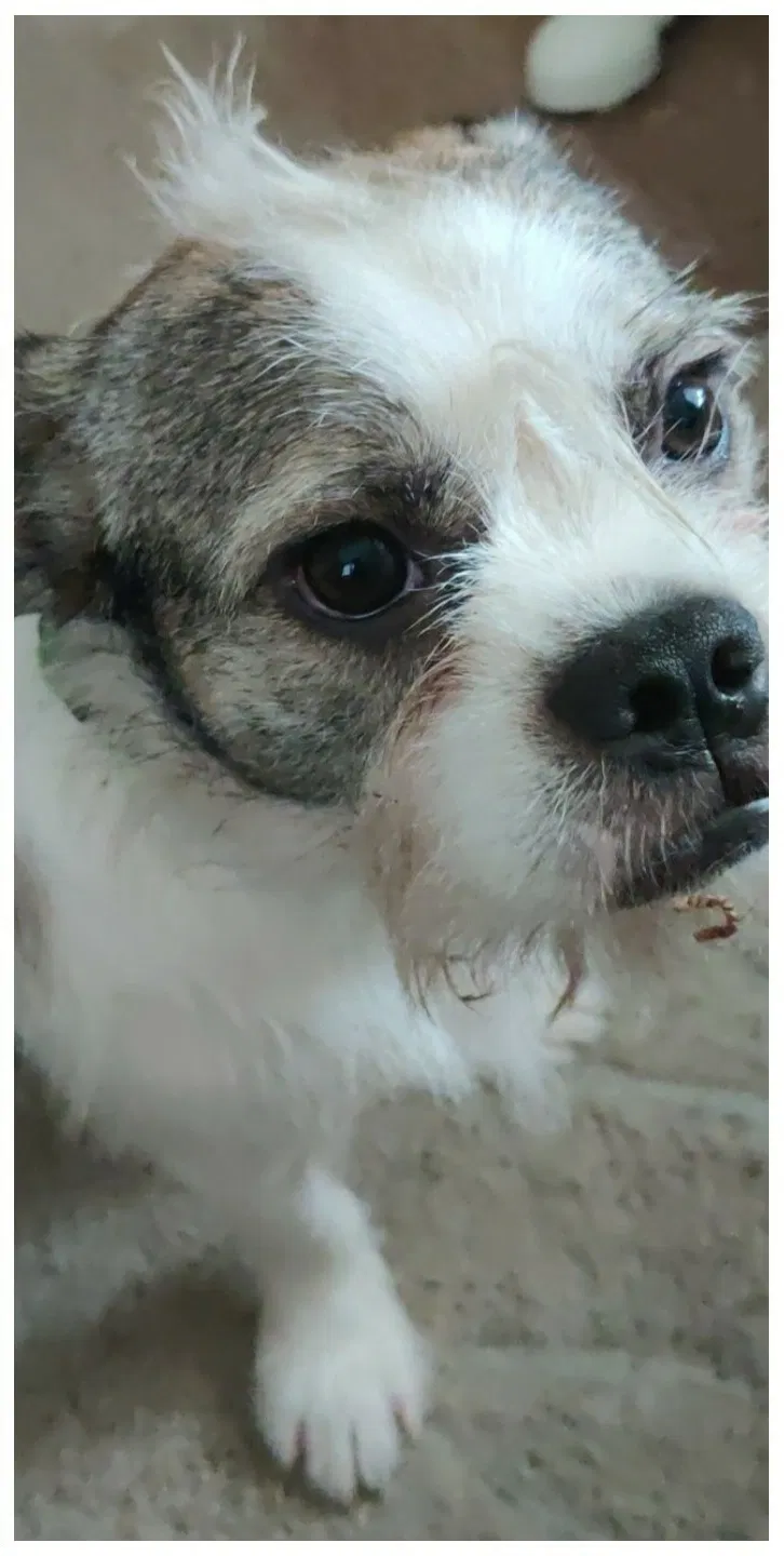 Lost dog in Greenwood, SC, 29646