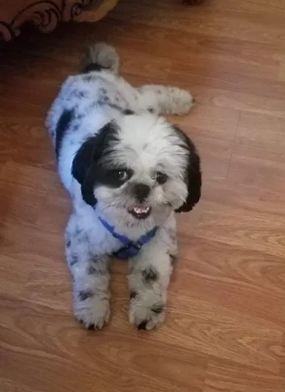 Lost dog in Unknown, CA, 12215