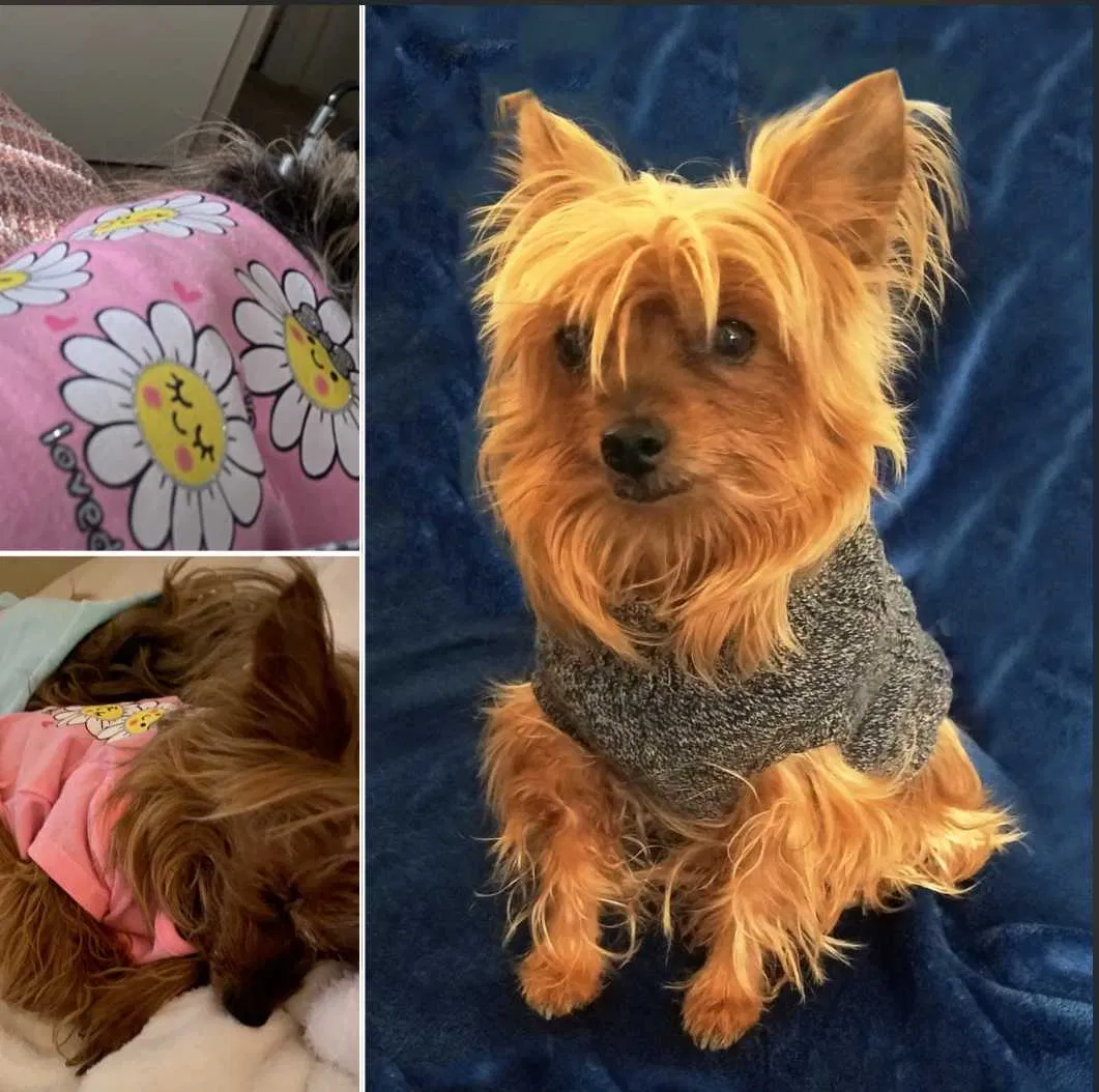 Lost dog in Las Vegas, NV, 89161