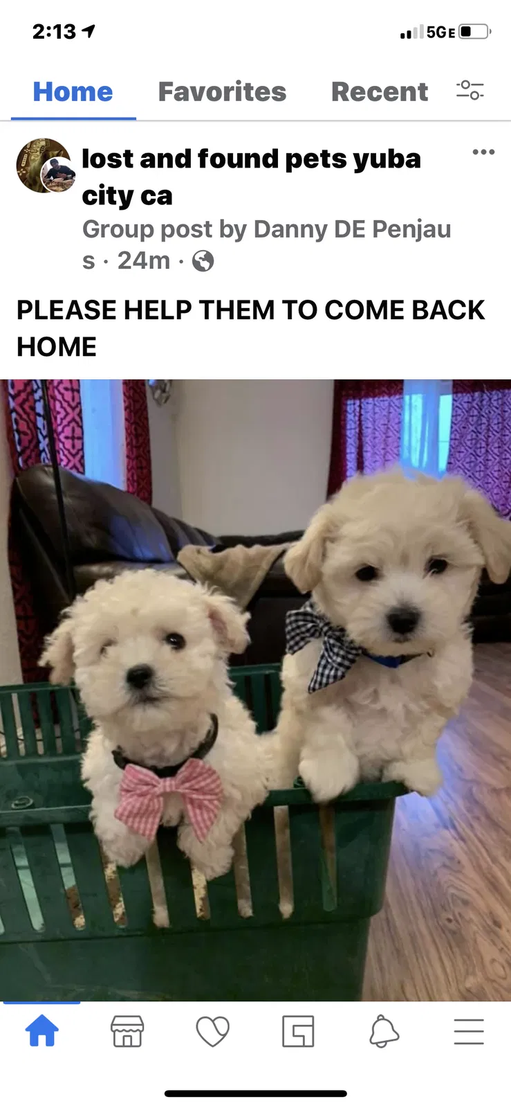 Lost dog in Olivehurst, CA, 95961