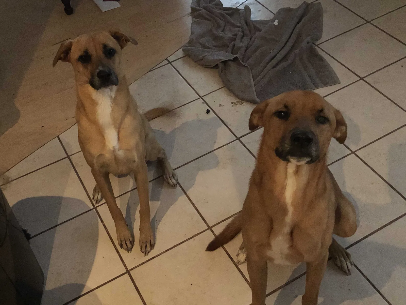 Lost dog in Houston, TX, 77040
