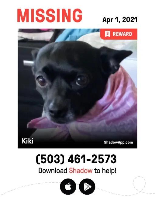 Lost dog in Portland, OR, 97217