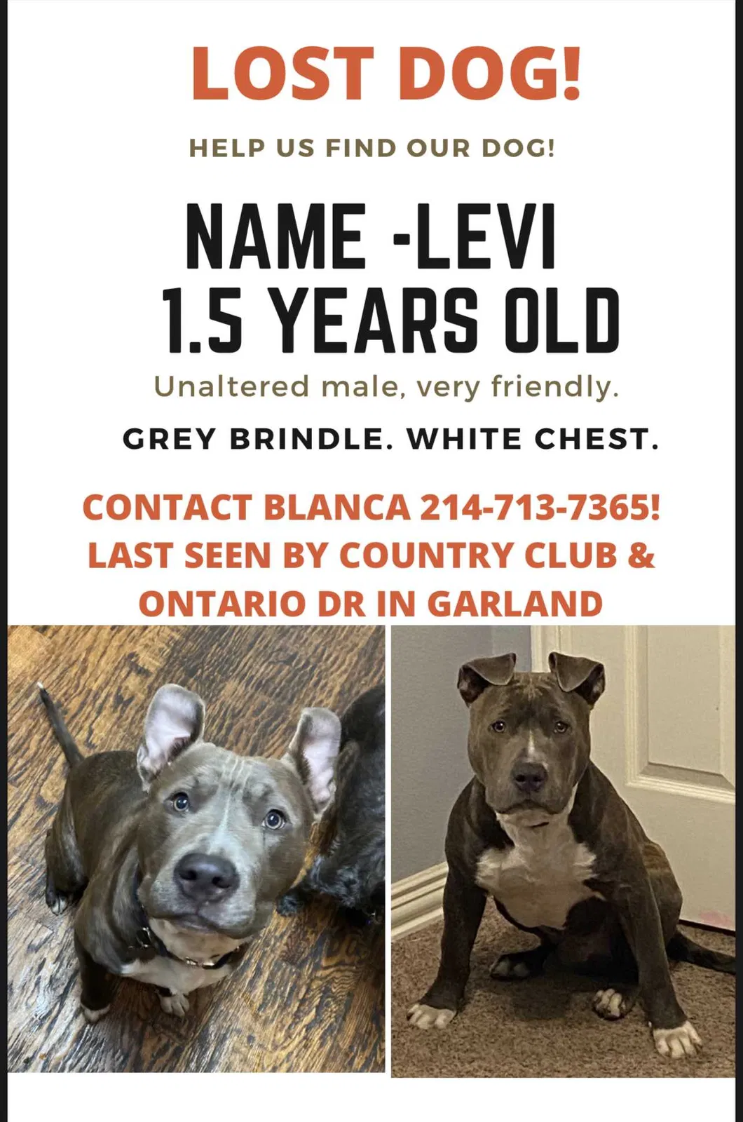 Lost dog in Garland, TX, 75040