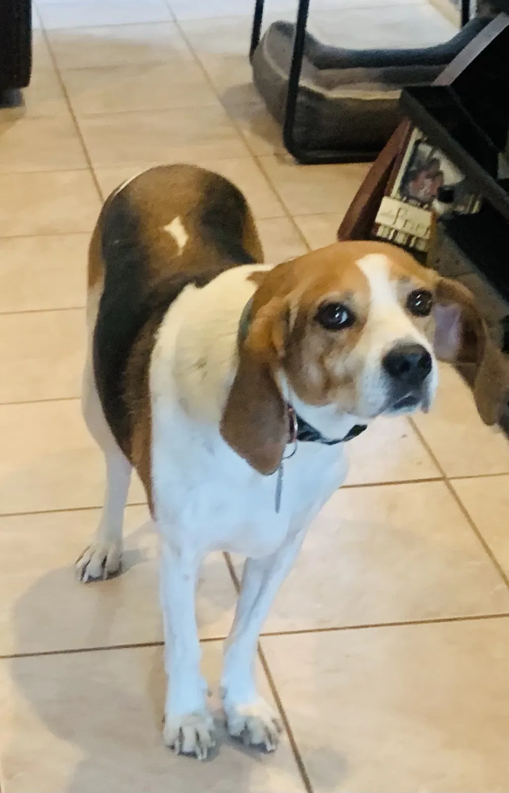 Lost dog in Russell, PA, 16345