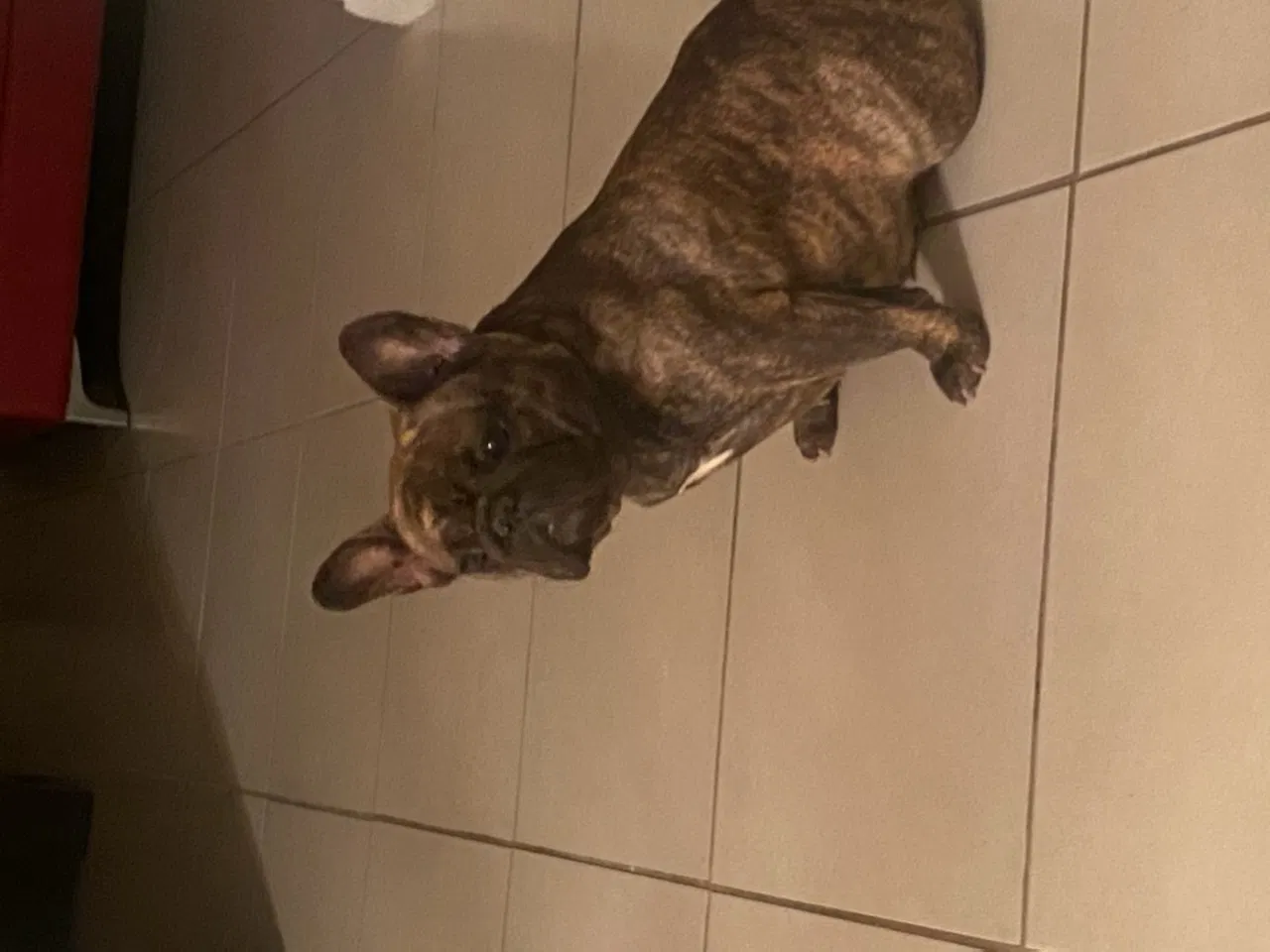 Lost dog in Stafford, TX, 77477