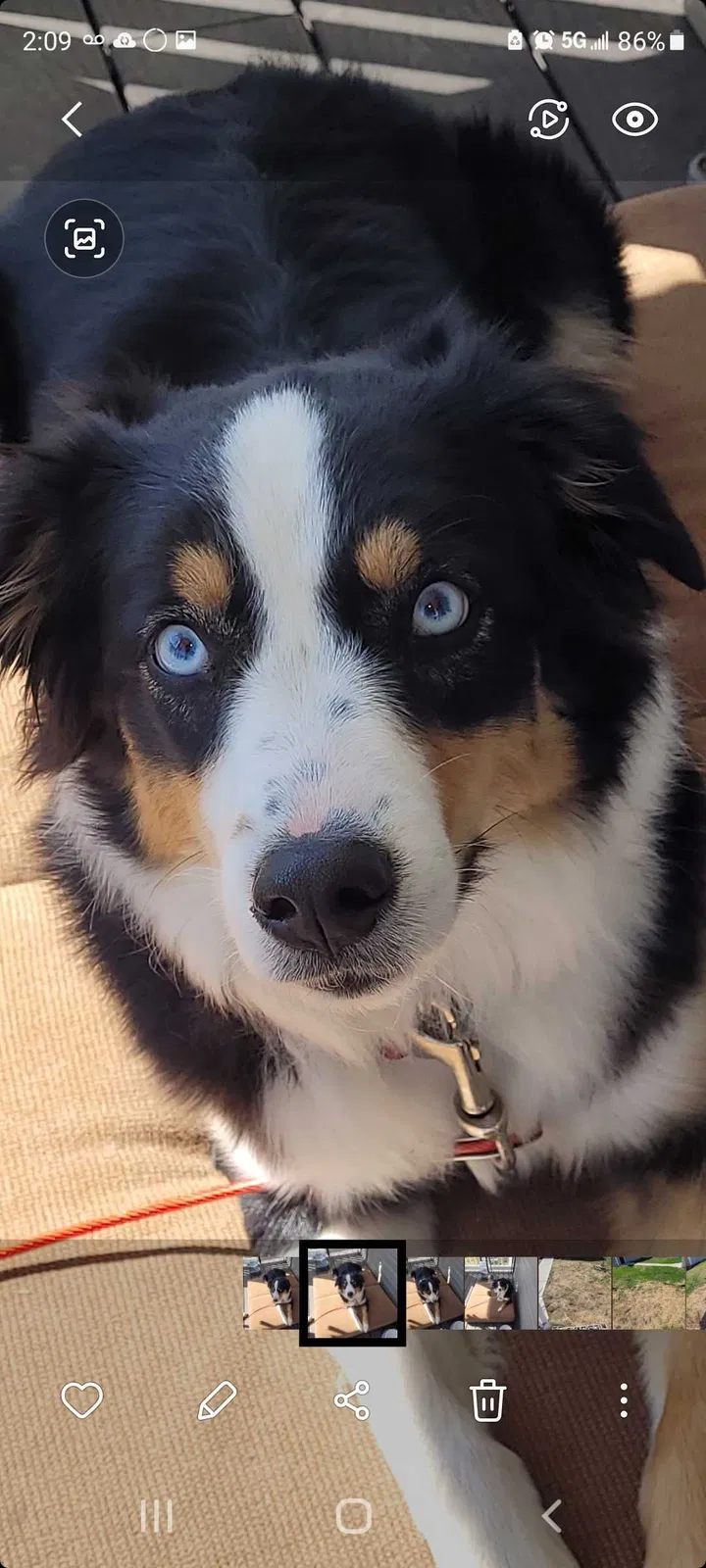 Lost dog in Columbus, OH, 43201
