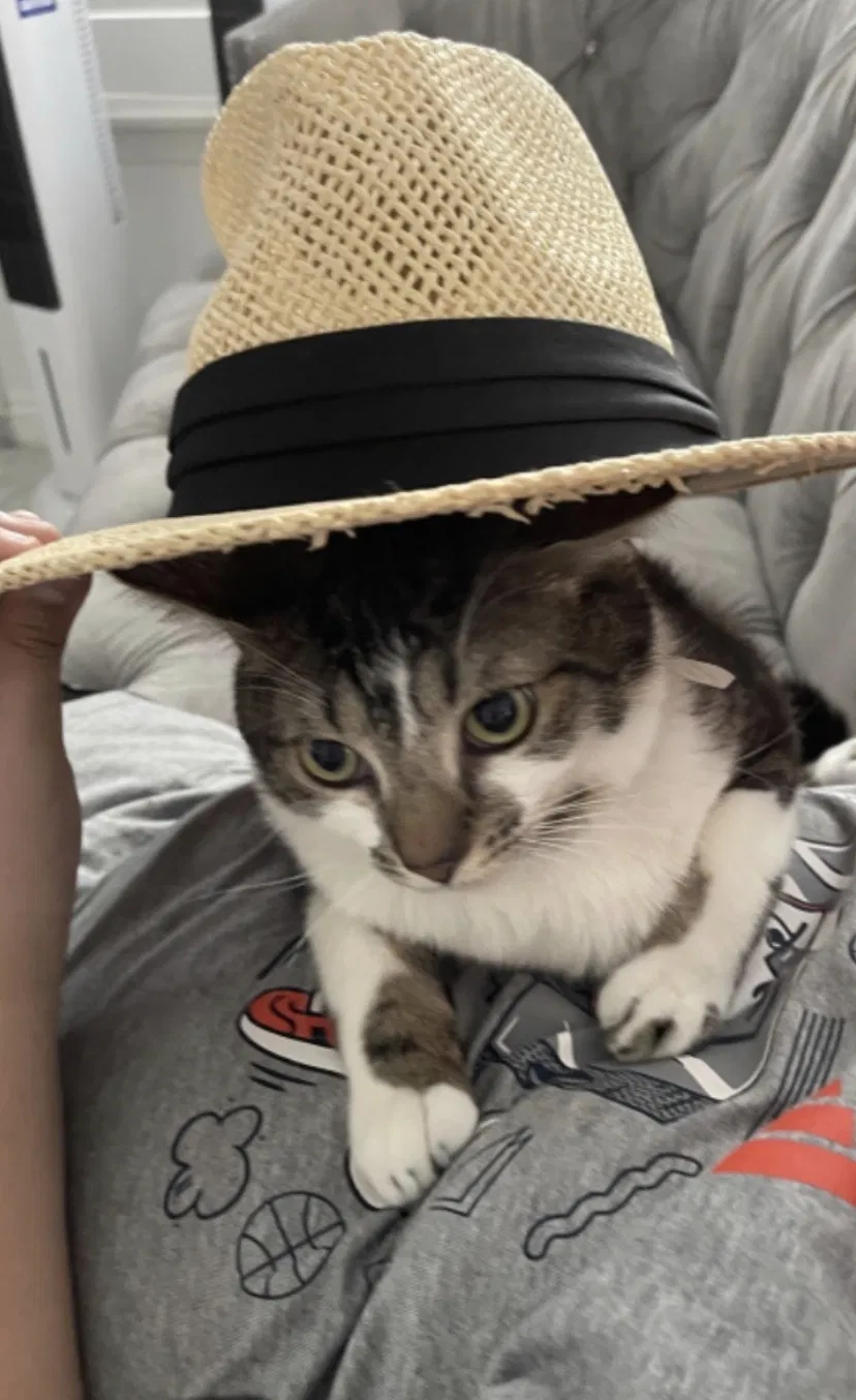 Lost cat in Yorba Linda, CA, 92886